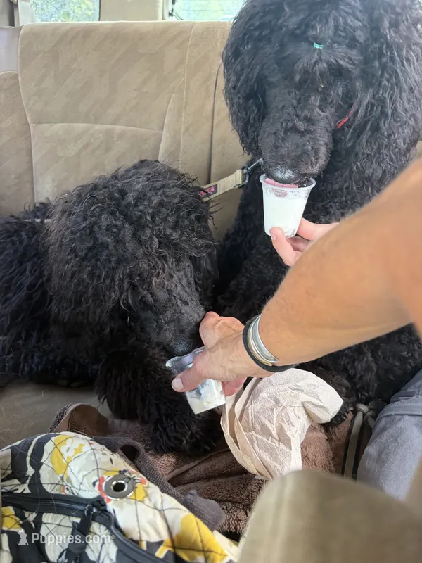 Moochie  – Labradoodle puppy for sale in Lynchburg, VA