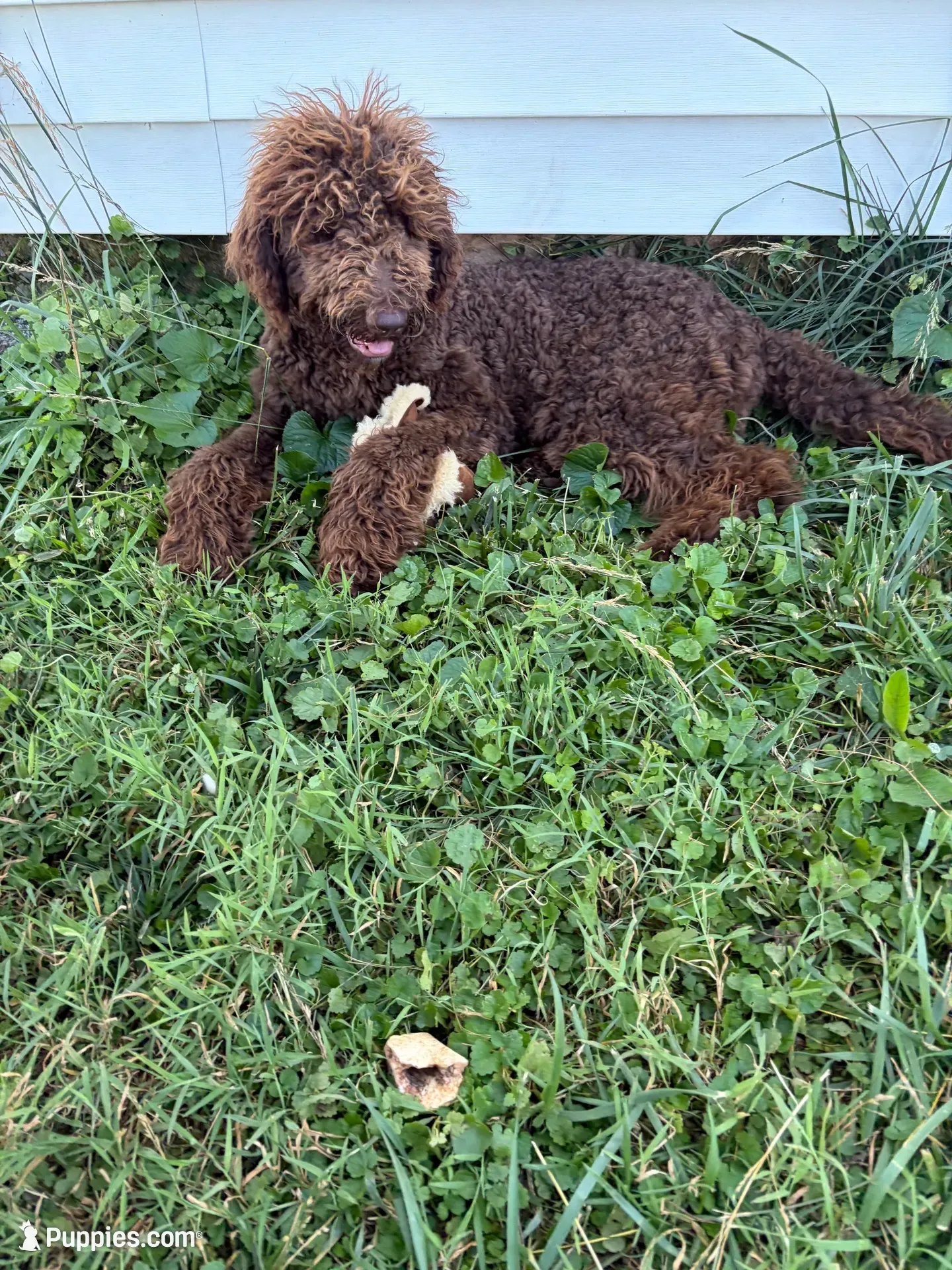 Buford, a male Labradoodle for sale in Lynchburg, VA – 2 of 7