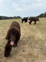 Tiny Tim , a male Labradoodle for sale in Bedford, VA – 2 of 3