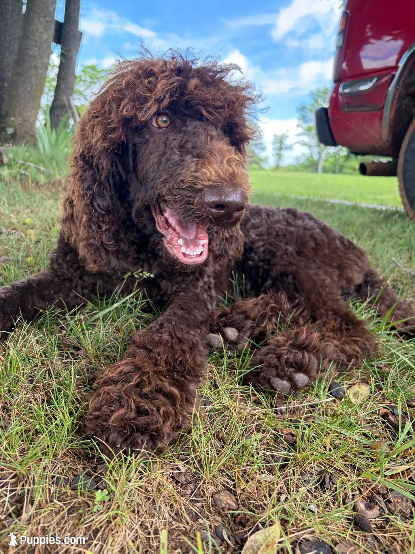 Skyla, a female Labradoodle for sale in Bedford, VA – 2 of 10