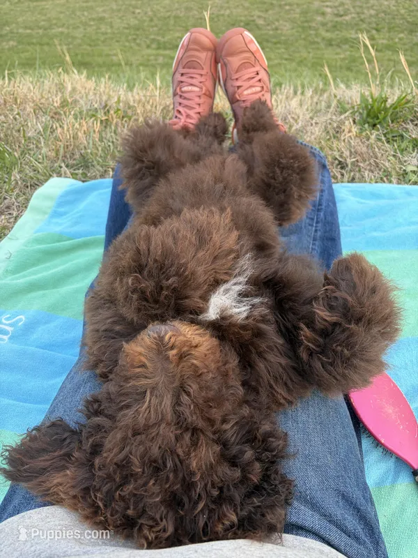 Buford – Labradoodle puppy for sale in Bedford, VA