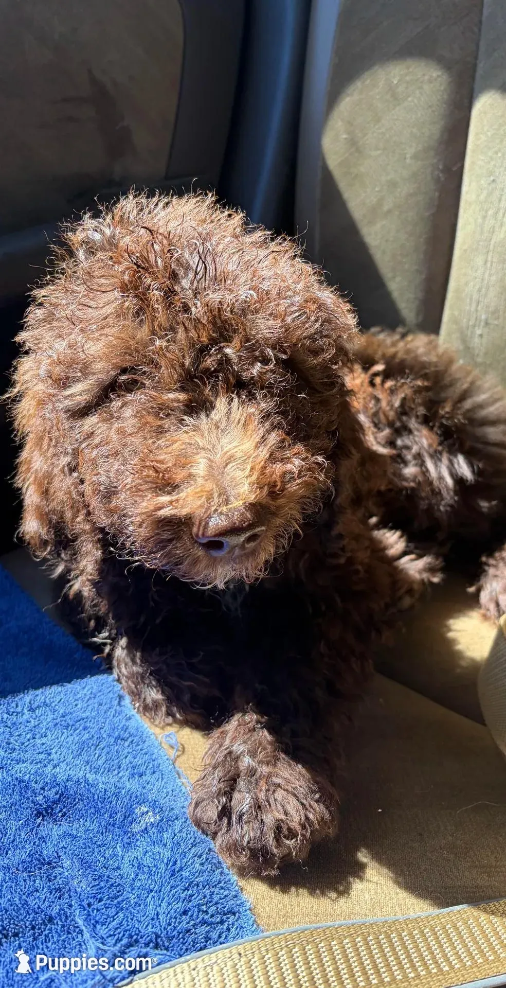 Buford, a male Labradoodle for sale in Bedford, VA – 4 of 4