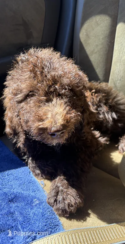Buford – Labradoodle puppy for sale in Bedford, VA