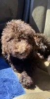 Buford, a male Labradoodle for sale in Bedford, VA – Photo 1 of 4