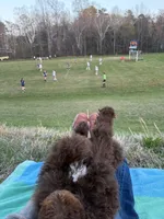 Buford, a male Labradoodle for sale in Bedford, VA – Photo 3 of 4