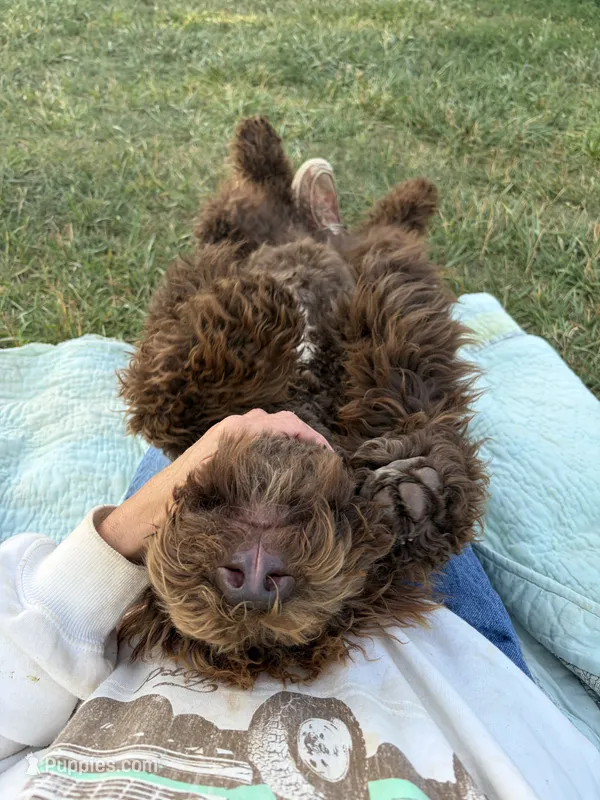 Buford – Labradoodle puppy for sale in Lynchburg, VA