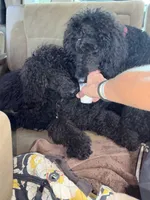 Moochie , a male Labradoodle for sale in Lynchburg, VA – 2 of 4