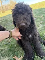 Skyler, a female Labradoodle for sale in Bedford, VA – Photo 2 of 4