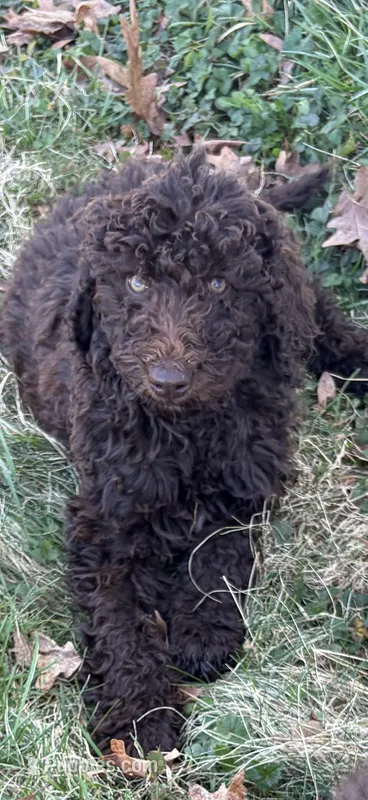 Skyler – Labradoodle puppy for sale in Bedford, VA