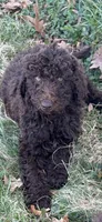 Skyler, a female Labradoodle for sale in Bedford, VA – Photo 1 of 4