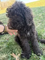 Skyler, a female Labradoodle for sale in Bedford, VA – Photo 3 of 4