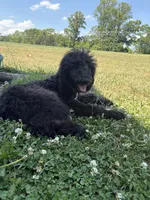 Otis, a male Labradoodle for sale in Lynchburg, VA – 6 of 6