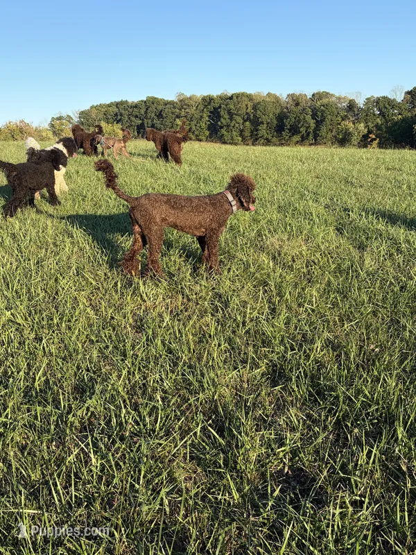 Tiny Tim  – Labradoodle puppy for sale in Bedford, VA