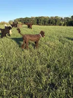 Tiny Tim , a male Labradoodle for sale in Bedford, VA – 1 of 3
