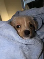 Max, a male Chihuahua and Shih Tzu for sale in New York, NY – 1 of 5