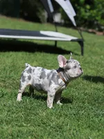 Lora , a female French Bulldog for sale in Greenport, NY – 3 of 8