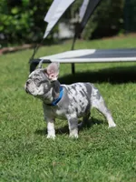 Leo, a male French Bulldog for sale in Greenport, NY – 4 of 8