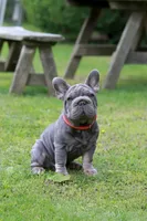 RALF, a male French Bulldog for sale in Greenport, NY – 2 of 9