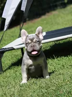 Leroy, a male French Bulldog for sale in Greenport, NY – 8 of 8