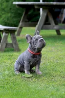 RALF, a male French Bulldog for sale in Greenport, NY – 4 of 9