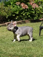 Leroy, a male French Bulldog for sale in Greenport, NY – 7 of 8