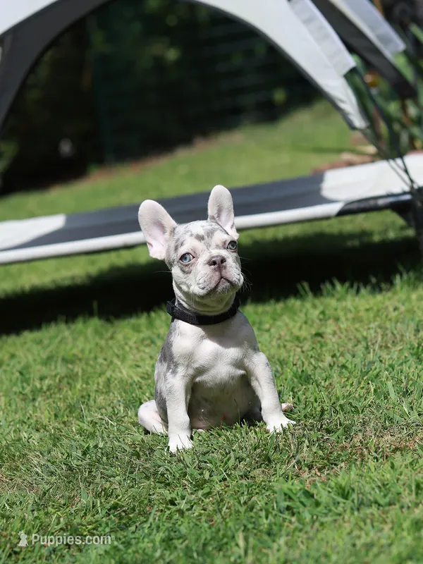 Lux – French Bulldog puppy for sale in Greenport, NY