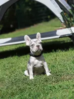 Lux, a male French Bulldog for sale in Greenport, NY – 1 of 6