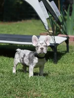 Lux, a male French Bulldog for sale in Greenport, NY – 4 of 6