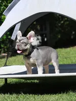 Leroy, a male French Bulldog for sale in Greenport, NY – 3 of 8