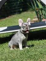 Leroy, a male French Bulldog for sale in Greenport, NY – 6 of 8