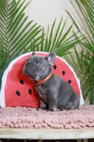 Rodger, a male French Bulldog for sale in Greenport, NY – Photo 7 of 9