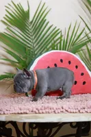 Rodger, a male French Bulldog for sale in Greenport, NY – Photo 6 of 9