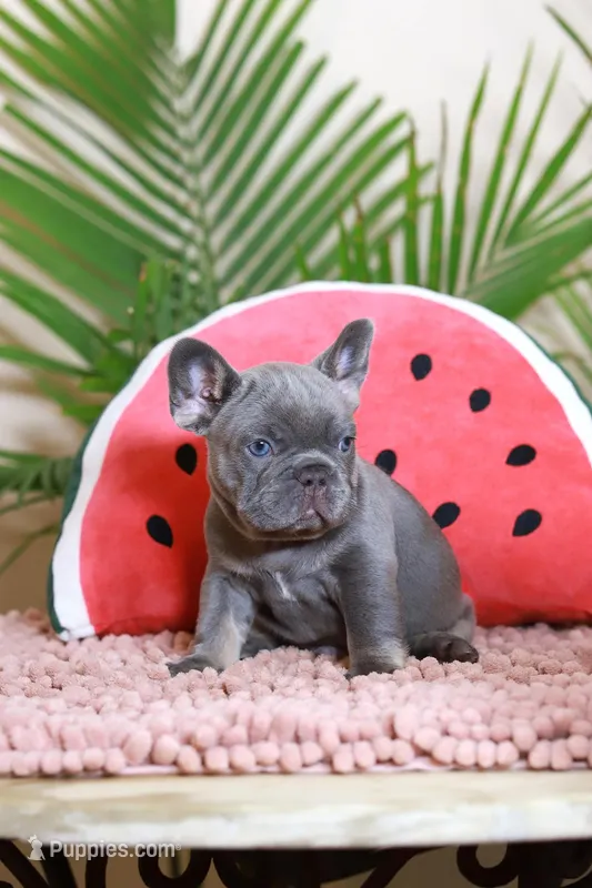 Rodger – French Bulldog puppy for sale in Greenport, NY
