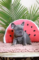 Rodger, a male French Bulldog for sale in Greenport, NY – Photo 1 of 9