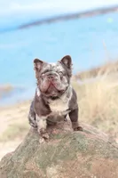 Rodger, a male French Bulldog for sale in Greenport, NY – Photo 9 of 9