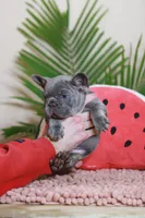 Rodger, a male French Bulldog for sale in Greenport, NY – Photo 4 of 9