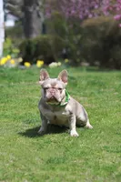 Rodger, a male French Bulldog for sale in Greenport, NY – Photo 8 of 9