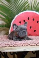 Rodger, a male French Bulldog for sale in Greenport, NY – Photo 5 of 9