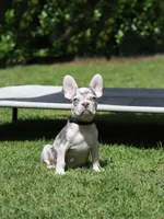 Lux, a male French Bulldog for sale in Greenport, NY – 5 of 6
