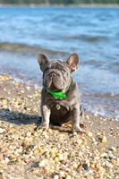 Ralf , a male French Bulldog for sale in Greenport, NY – 1 of 8