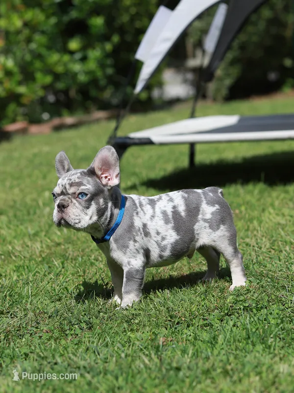 Leo – French Bulldog puppy for sale in Greenport, NY