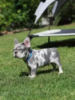 Leo, a male French Bulldog for sale in Greenport, NY – 1 of 8