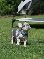 Leo, a male French Bulldog for sale in Greenport, NY – 5 of 8