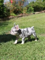 Lora , a female French Bulldog for sale in Greenport, NY – 4 of 8