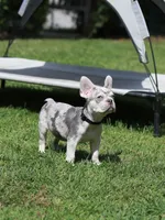 Lux, a male French Bulldog for sale in Greenport, NY – 6 of 6