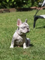 Lora , a female French Bulldog for sale in Greenport, NY – 7 of 8