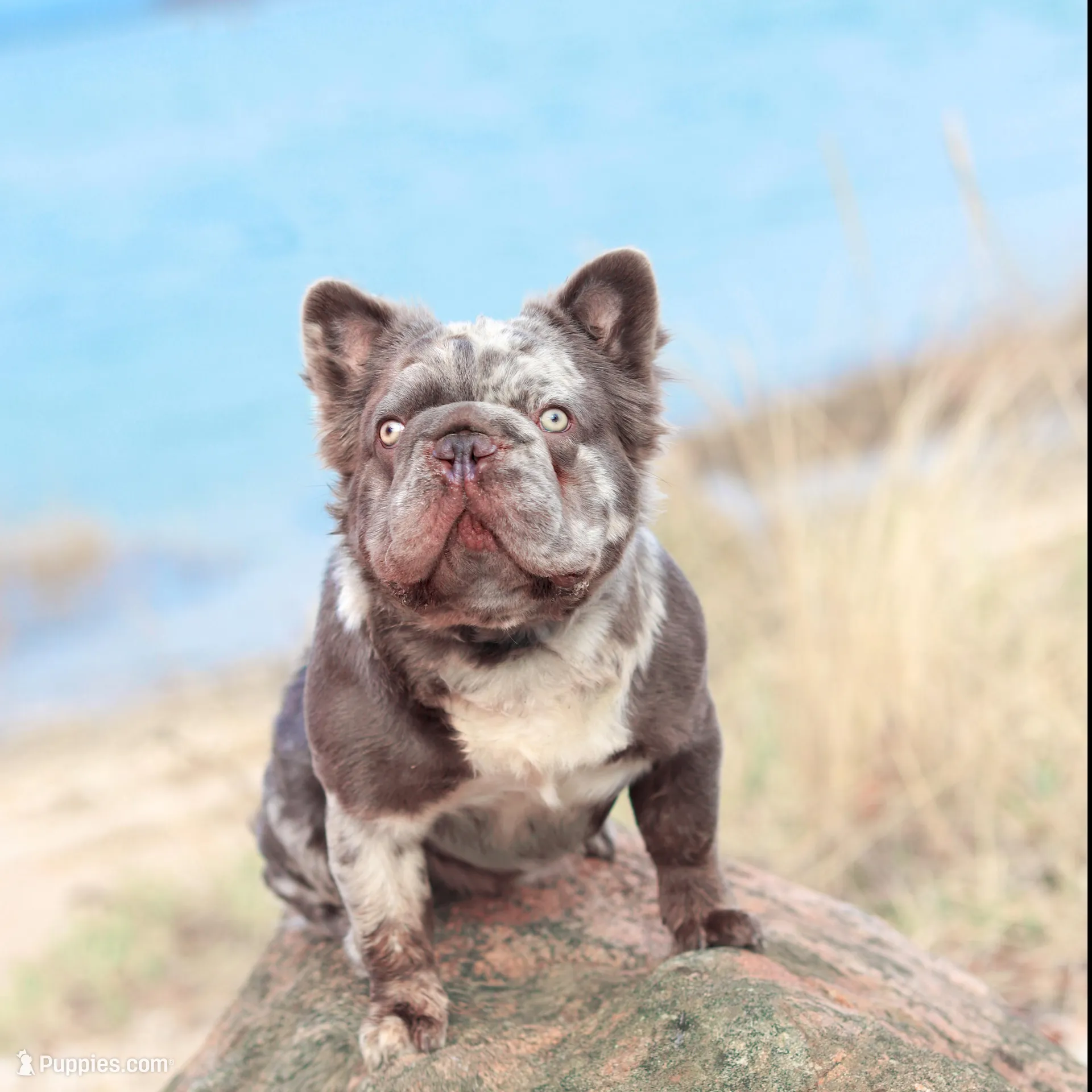 Rio, a male French Bulldog for sale in Greenport, NY – Photo 9 of 9