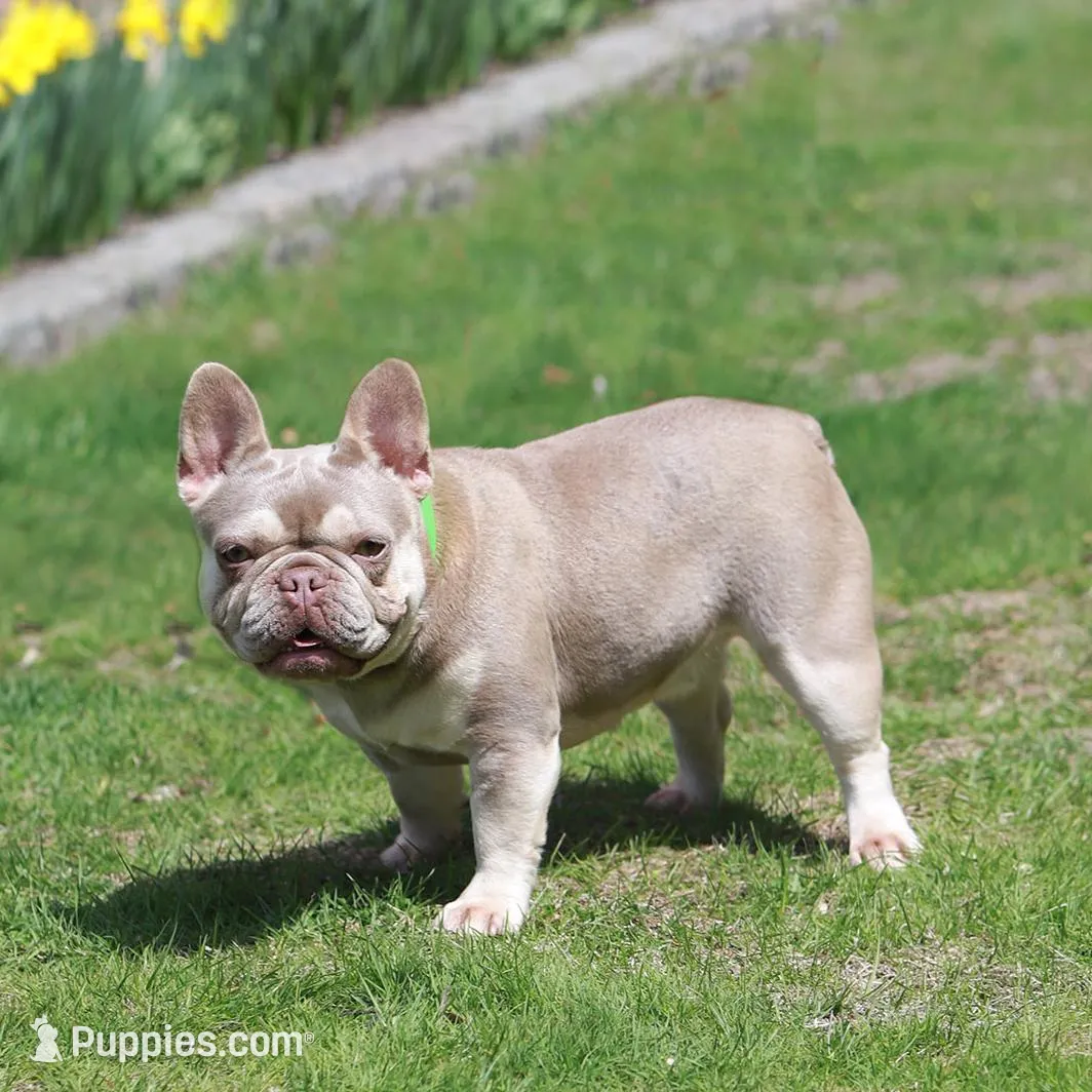 Rio, a male French Bulldog for sale in Greenport, NY – Photo 8 of 9