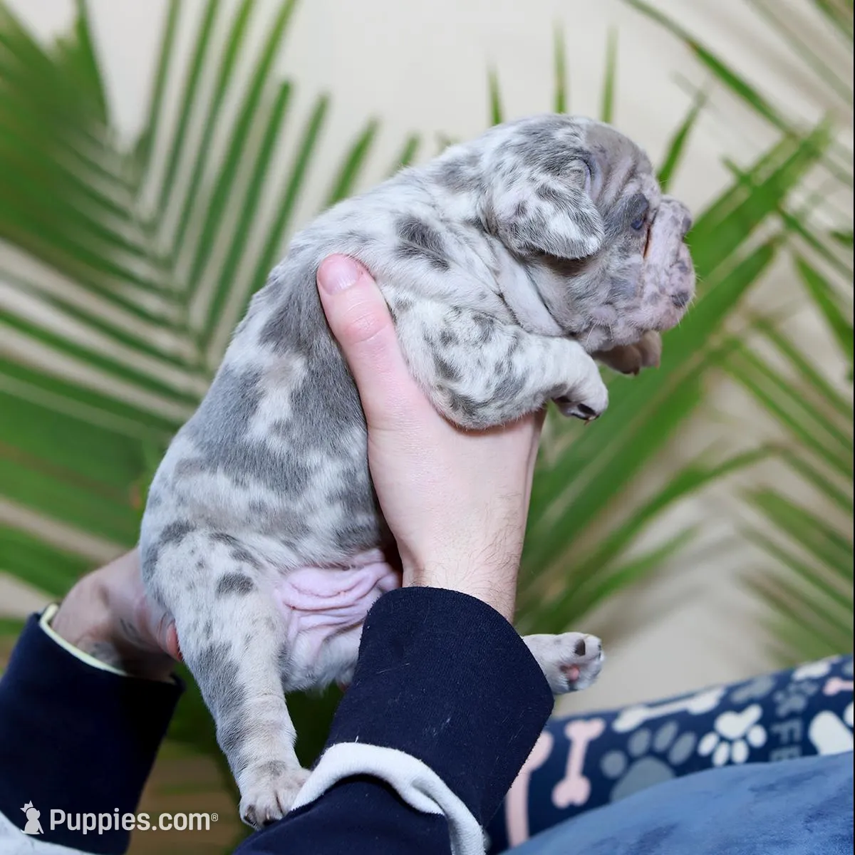Rio, a male French Bulldog for sale in Greenport, NY – Photo 4 of 9