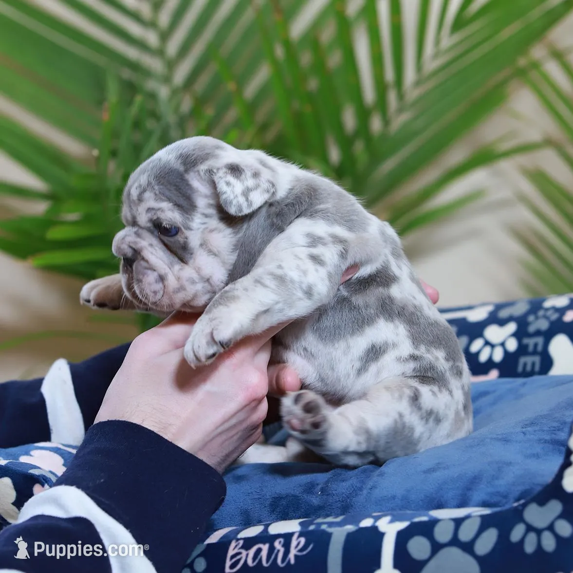 Rio, a male French Bulldog for sale in Greenport, NY – Photo 6 of 9